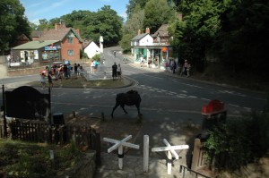 horse in the road