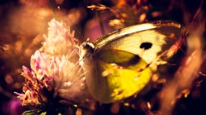 Golden Butterfly 1280x720