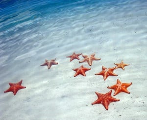 starfish